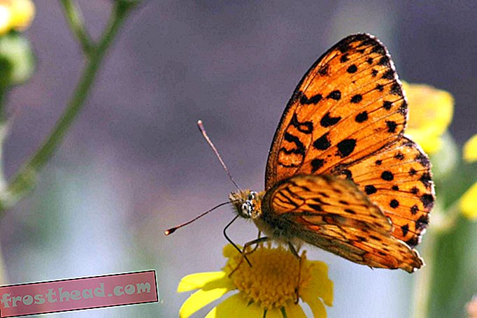 Най-старите известни пеперуди са съществували преди цветята