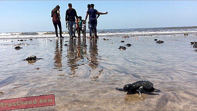 20年ぶりにムンバイビーチで発見されたウミガメ