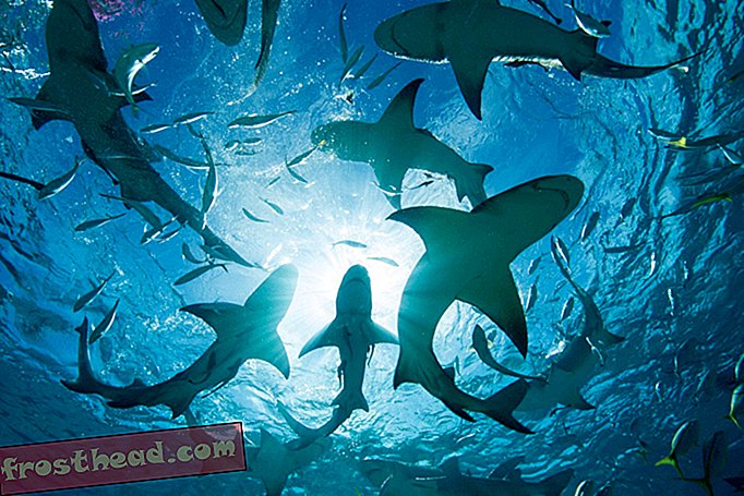He aquí por qué los tiburones prefieren el agua salada