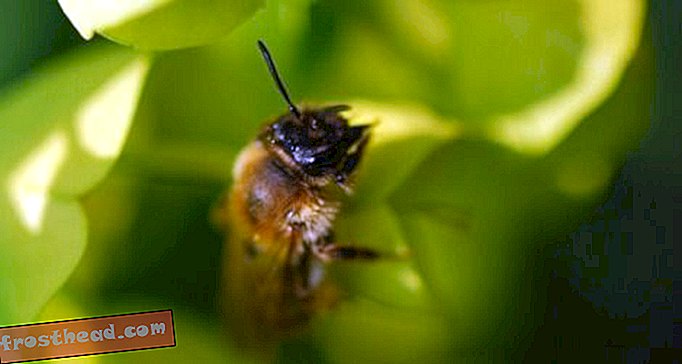 उच्च फ्रुक्टोज कॉर्न सिरप आंशिक रूप से मधुमक्खियों के कॉलिंग कालोनियों के लिए जिम्मेदार हो सकते हैं
