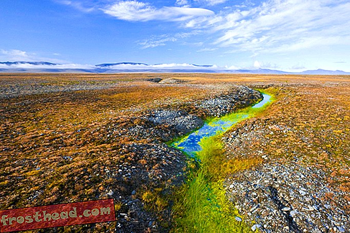 Los microbiólogos siguen encontrando virus gigantes en el derretimiento del permafrost