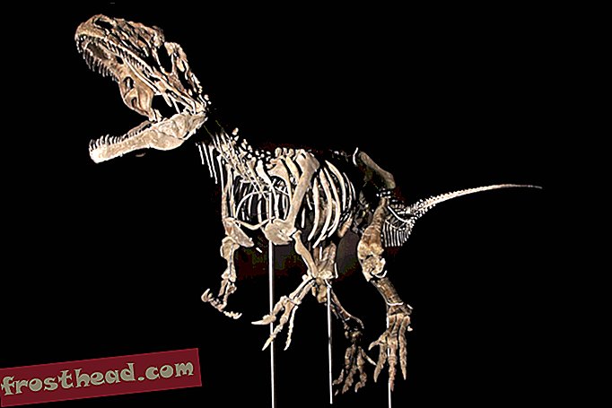 Skrivnostni skelet dinozavra je bil na dražbi zasebnemu kupcu