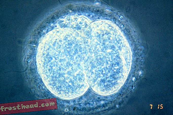 Genredigering i menneskelige embryoner antænder kontrovers