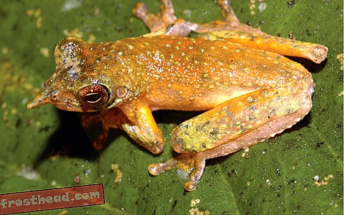 интелигентни новини, умни новини - Запознайте се с новоописаната дългоноска жаба пинокио