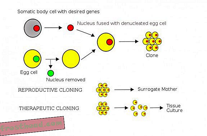 Diagramm näitab somaatiliste rakkude tuuma siirde põhietappe.
