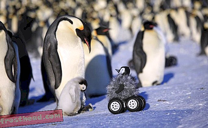 חדשות חכמות, מדע חדשות חכמות - רוברים המחופשים לפינגווינים לתינוקות יכולים להסתנן בשקט למושבות פינגווין
