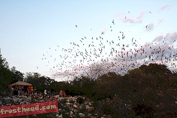 Ahorrar murciélagos podría reducir el uso de pesticidas