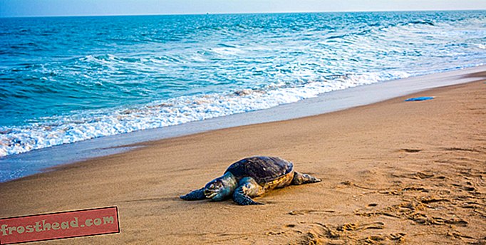 113 tortugas marinas han sido encontradas muertas en una playa de México