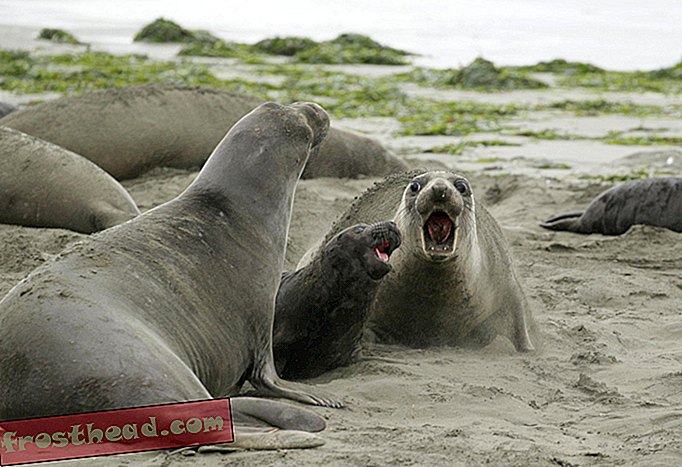 pametne novice, pametne vesti o novicah - Horda slonskih tjulnjev je med zaustavitvijo osvojila kalifornijsko plažo
