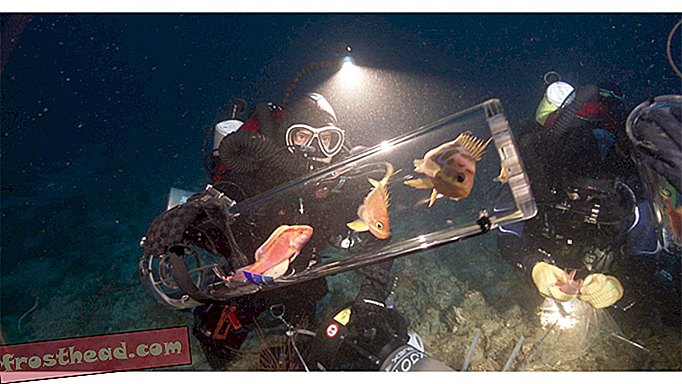 Novo gadget traz peixe da “zona crepuscular” do oceano