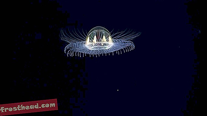 Tutustu kiehtovaan ”kosmiseen meduusoon”