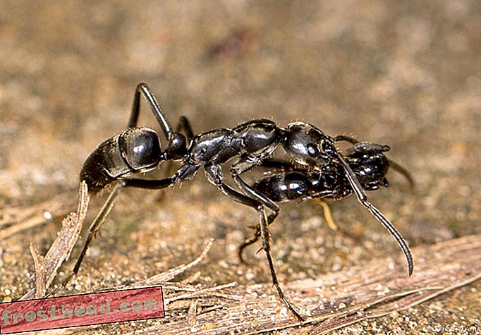 Cette espèce de fourmi sauve des camarades blessés sur le champ de bataille