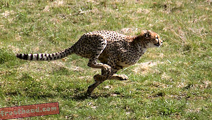 Шта је кључно за предвиђање брзине животиња?-паметне вести, паметне науке о вестима