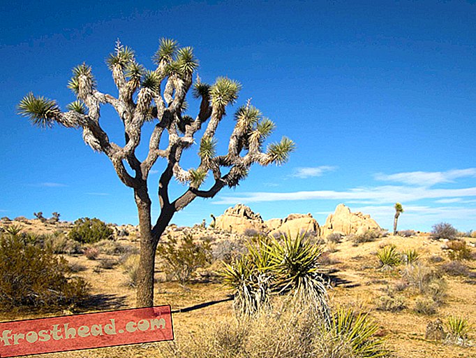 Joshua Trees in Californië worden bedreigd