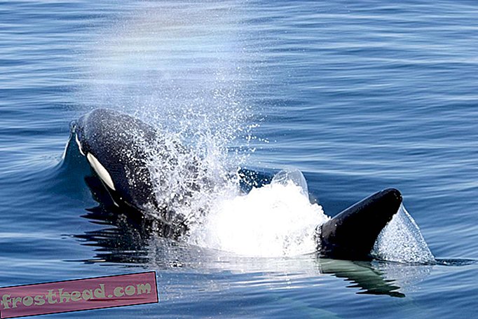 inteligentní zprávy, inteligentní zprávy vědy - Crafty Killer Whales obtěžují aljašské rybářské lodě