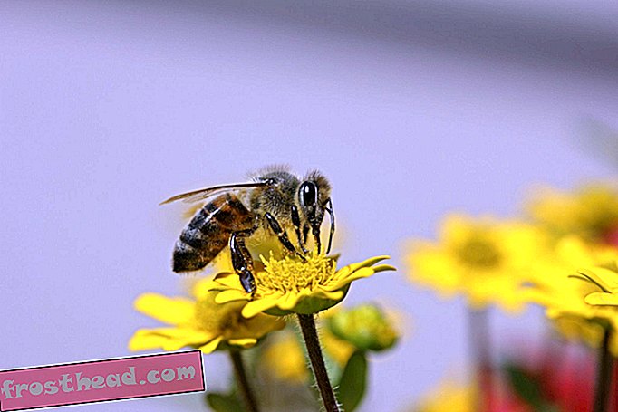 Letztes Jahr sind weniger Honigbienen gestorben, aber nicht genug, um sie zu retten