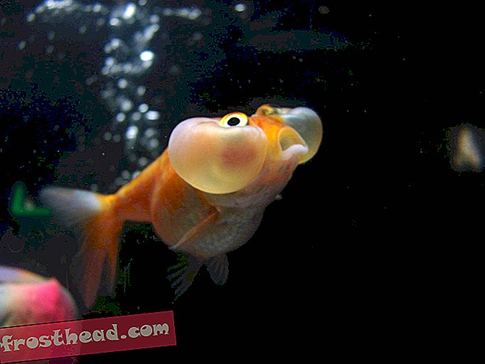Како златне рибице преживе зиму?  Они праве алкохол