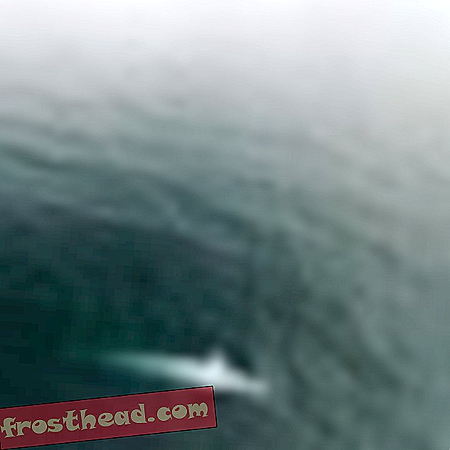 Εκατοντάδες μπλε φάλαινα είναι μόνιμοι κάτοικοι στα ανοικτά των ακτών της Νέας Ζηλανδίας