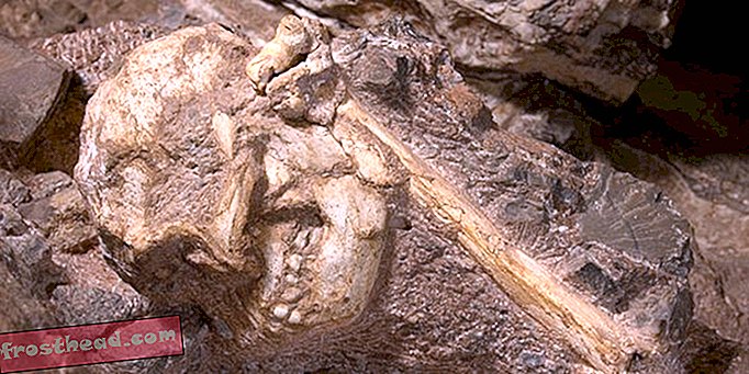 интелигентни новини, умни новини - Little Foot, най-пълният вкаменелост на Австралопитек, излиза на показ
