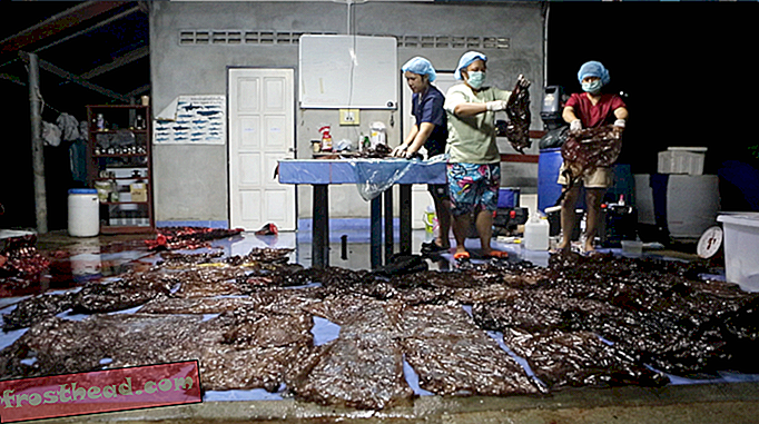 व्हेल का पेट थाईलैंड में 80 प्लास्टिक बैग के साथ उसके पेट में मर जाता है