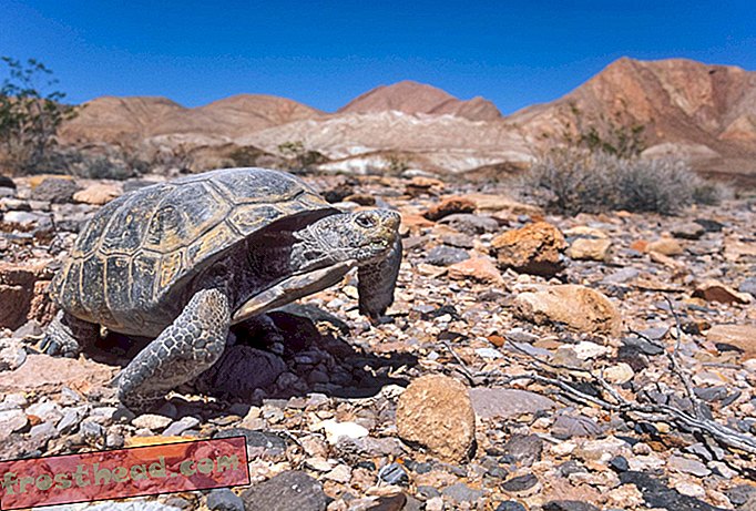 Nouvelles intelligentes, science de l'information intelligente - Le Corps des marines envisage de transporter plus de 1 000 tortues du désert par avion