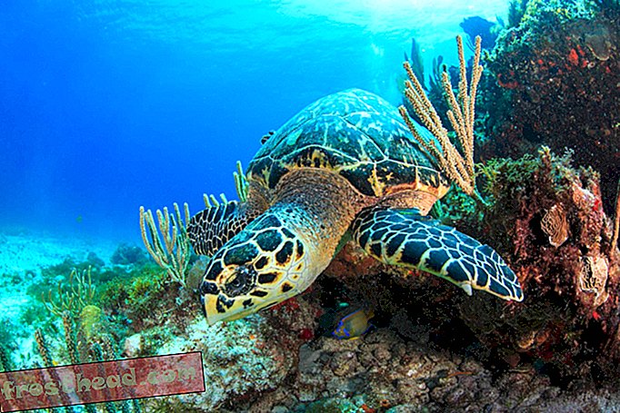 Los científicos acaban de encontrar una tortuga marina que brilla