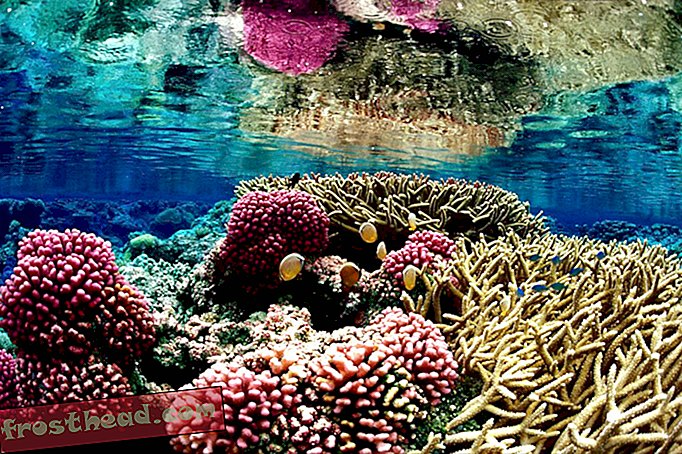 nutikad uudised, nutikad uudisteadused - Vaadake seda koralli hüpnootilist aeglasemat videot