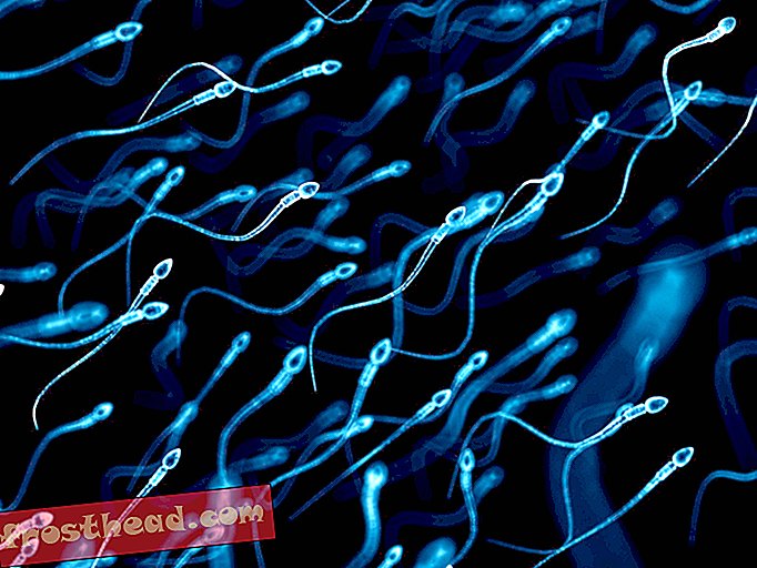 Sí, los recuentos de espermatozoides han disminuido constantemente, pero no congele su esperma todavía