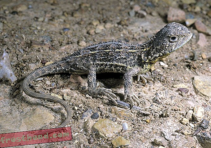 notícia esperta, ciência esperta da notícia - Austrália tem várias espécies novas de lagartos-dragão - e uma já pode estar extinta