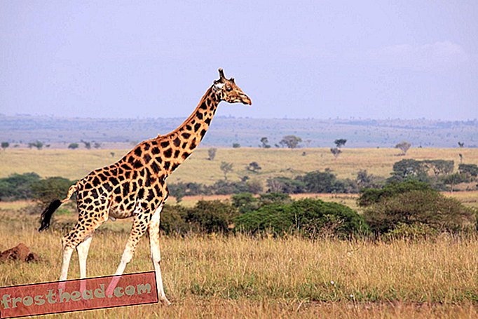 Как жирафы остаются такими крутыми?  Возможно, секрет длинная шея