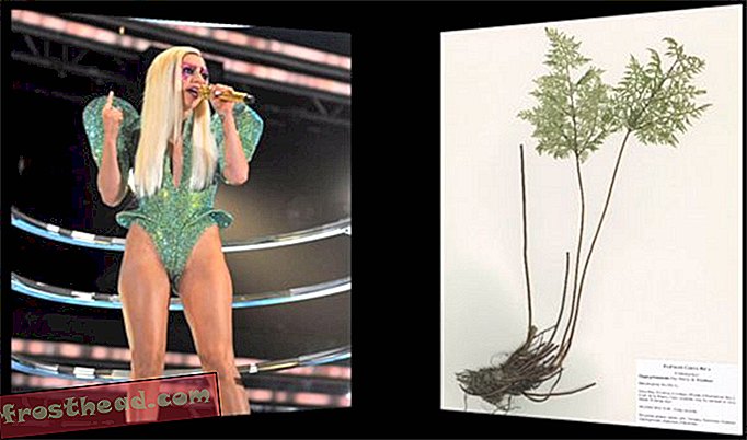 Lady Gaga obtient un genre entier de plantes nommé d'après elle