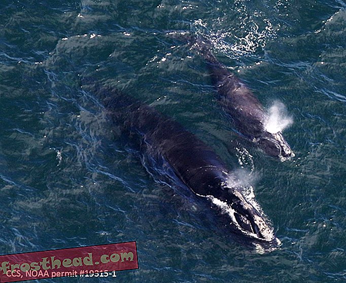 В водах Новой Англии замечены три вымирающих правых кита