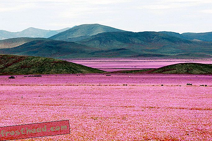 Le désert le plus sec au monde est en fleurs à couper le souffle