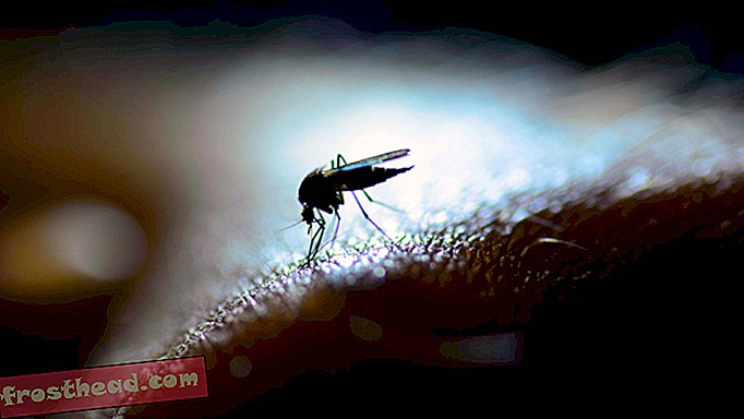 Sljedeća opasnost za Harvey: masivni oblaci komaraca