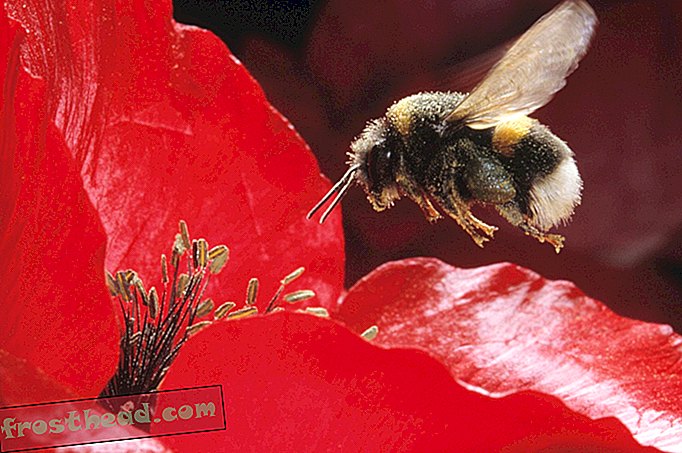 Som mennesker kan bier blive narret af falske minder