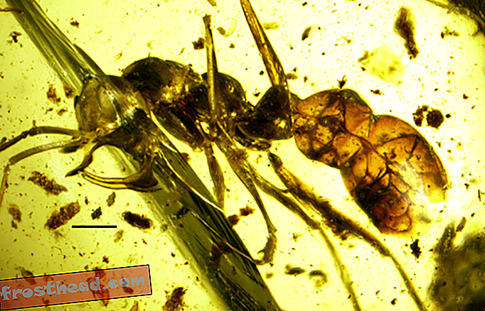स्मार्ट समाचार, स्मार्ट समाचार विज्ञान - शोधकर्ताओं ने अंबर में 98-मिलियन-वर्षीय पुराने हॉर्न वैम्पायर चींटी को खोजा