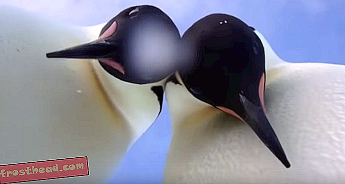 Два антарктичка пингвина снимила су симпатичну 'селфију'