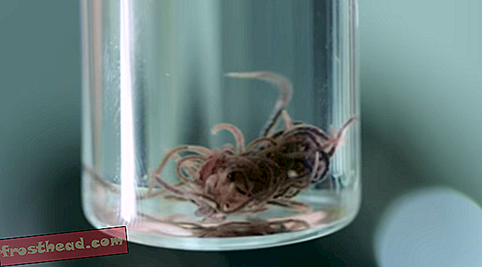 slim nieuws, slimme nieuwswetenschap - Extremeophile wormen ontdekt Wonen in de giftige grot van Colorado