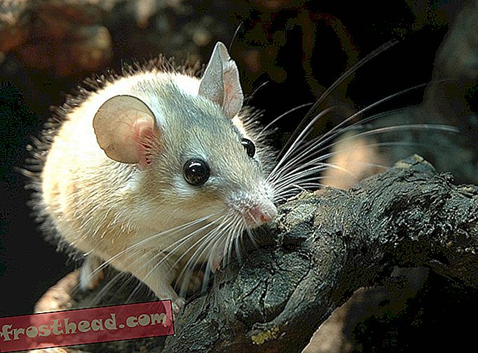 חדשות חכמות, מדע חדשות חכמות - כמו סלמנדרס, עכברים אפריקאיים קוצניים יכולים לגדל זנבות חדשים
