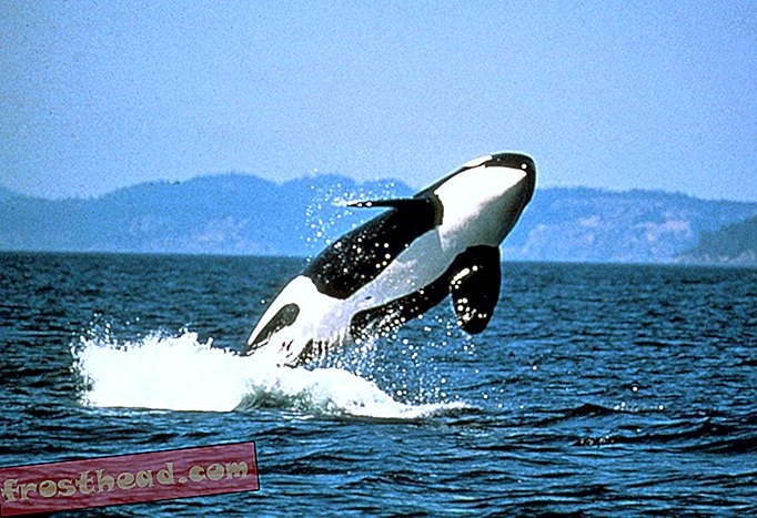 La población de orcas del noroeste del Pacífico alcanza 30 años de baja