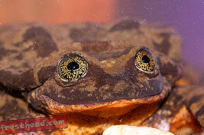 интелигентни новини, умни новини - Учените правят профил на Match.com за най-самотната жаба на Боливия