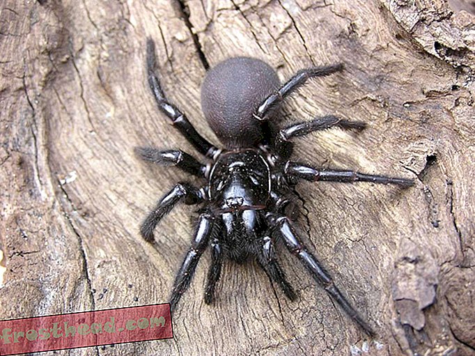 Nouvelles intelligentes, science de l'information intelligente - Un zoo australien appelle le public à la recherche d'une des araignées les plus meurtrières au monde