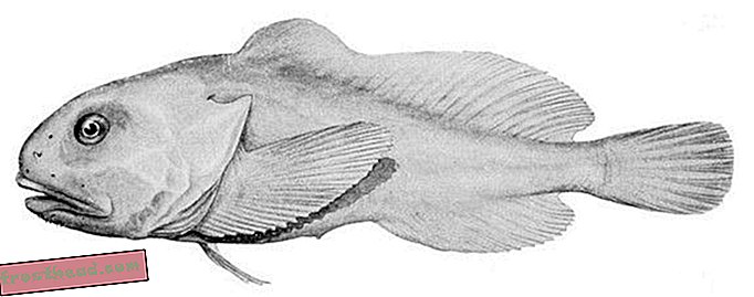 В защита на Blobfish: Защо "най-грозното животно на света" не е толкова грозно, колкото си мислите