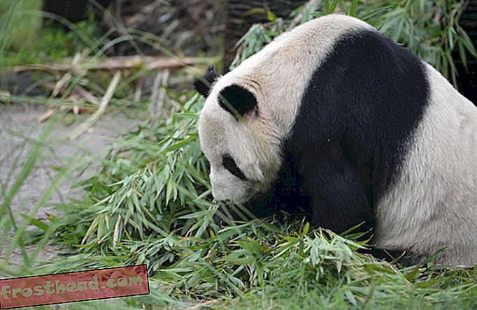Αντίο, Pan Pan: Παλιά αρσενικό Panda του κόσμου πεθαίνει