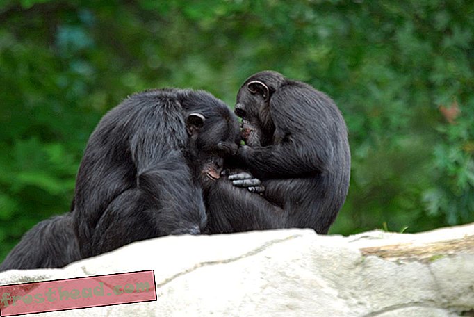 Закачването с приятели прави шимпанзетата по-малко стресирани