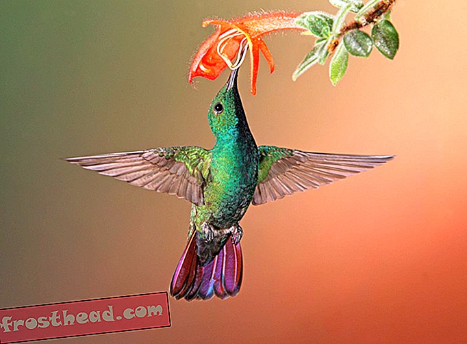 ¿Cómo se mantienen frescos los colibríes trabajadores?