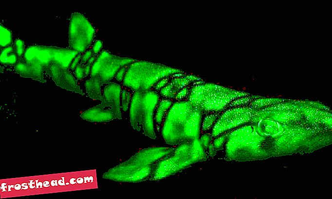 «Shark Vision» éclaire les espèces biofluorescentes-Nouvelles intelligentes, science de l'information intelligente