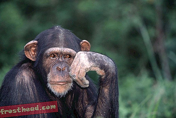 חדשות חכמות, מדע חדשות חכמות - פעילויות אנושיות אינן הגורם לנטיות הרצחניות של השימפנזים