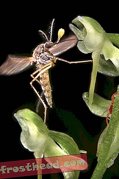 מנורות רחוב חדשות פותות יתושים בניחוחות אנוש מזויפים