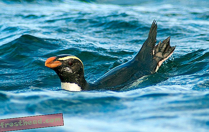 Nouvelles intelligentes, science de l'information intelligente - Les pingouins de Nouvelle-Zélande nagent jusqu'à l'océan austral